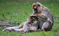 Barbary macaque (Macaca sylvanus)
